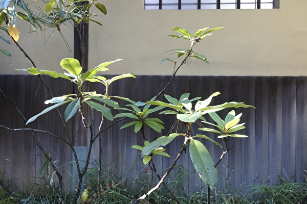 mGRvqnQaOV3mKNq1703299375