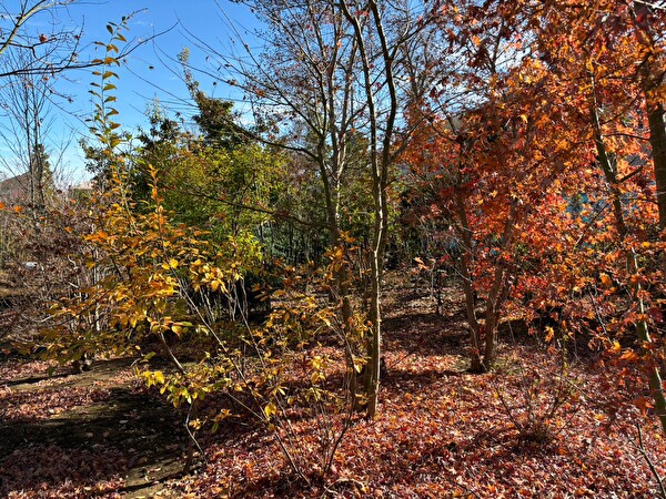 vx7caZBUzxJCA3j1702886553