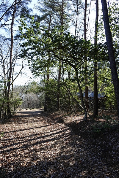 w1lCjLaAlnW6nRO1703995632