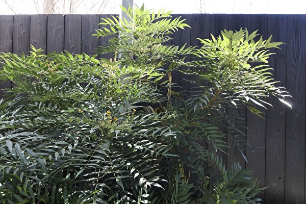 0dsXoGBYAQhkEYv1705390488