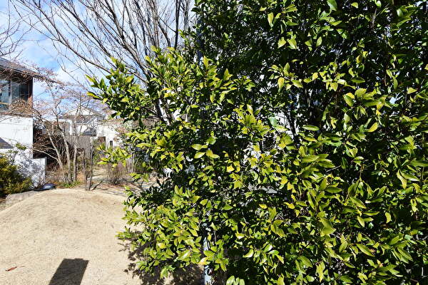 冬も元気ハツラツな常緑