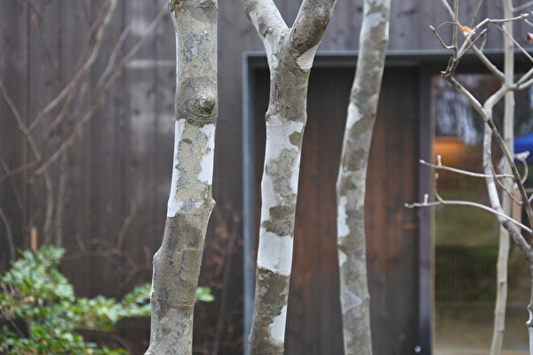 色々なアオダモの姿形