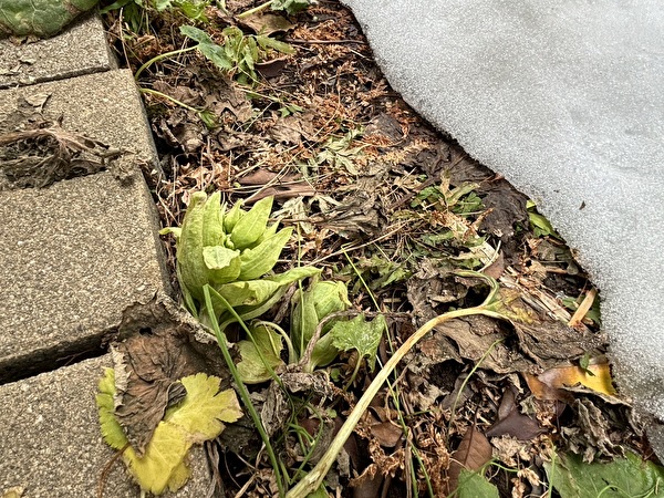 sMnjA9BVcuxJMbR1707630904