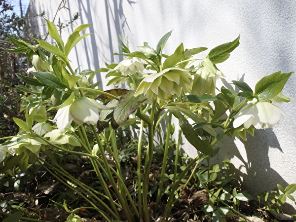 クリスマスローズは春の花