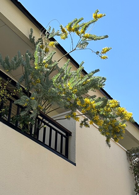 GswZFChpAmphsOh1711848343