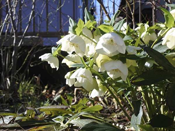 J97dLPGwvyMhYf31711514339