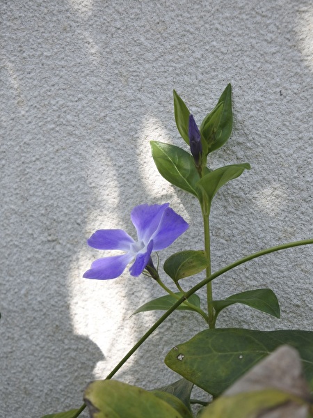 k05YpDWRpZIdlaQ1711608609