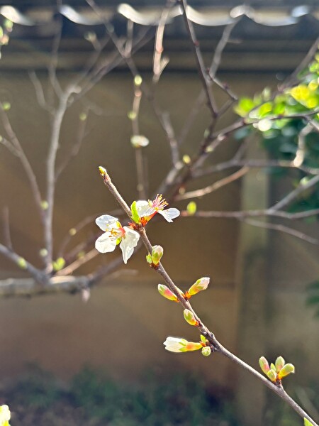 お客さんの庭で楽しむ春