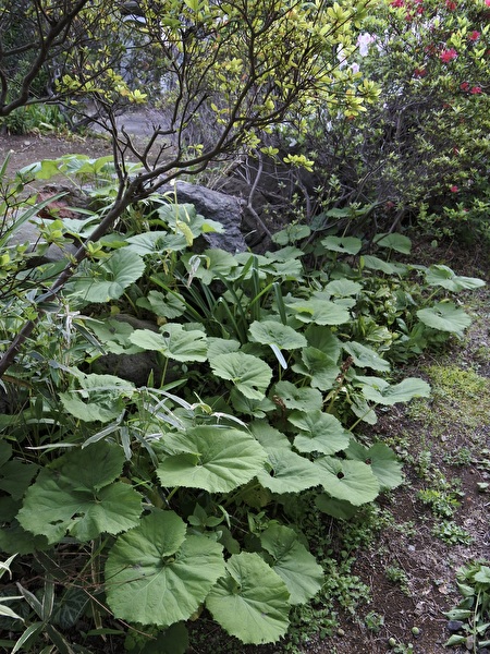 69GgMhp1SGC1lAJ1713745871