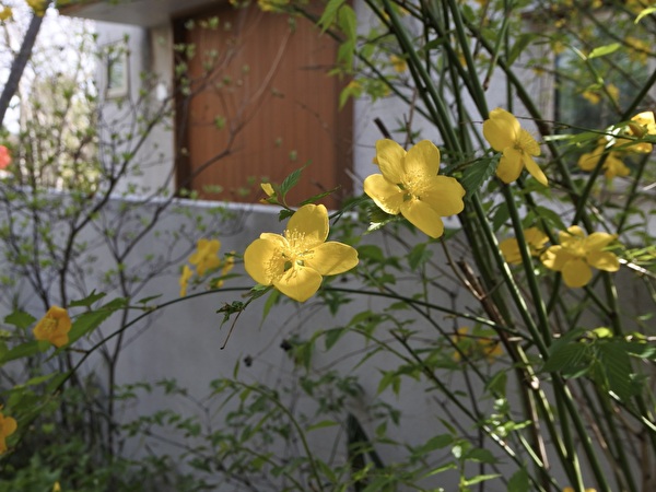 つむじで庭づくりの打合せ