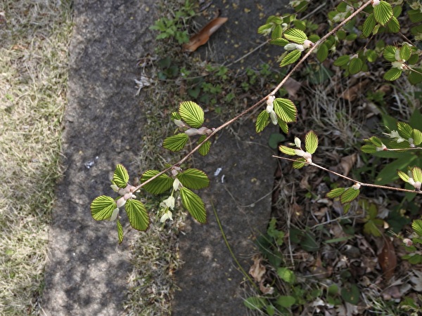 TDcftRelS72LqF31712475596