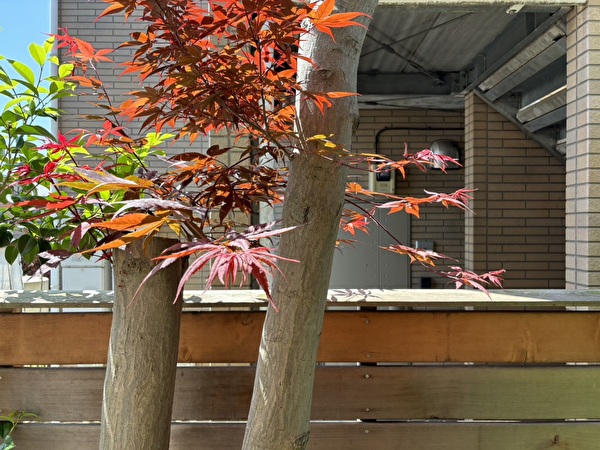 ショウジョウモミジ