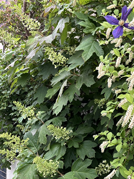 Ip0NClewk06fVNW1715759092