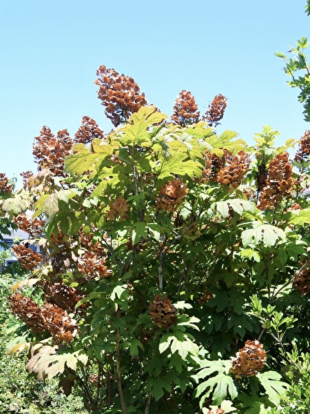 UrejQNfQ4HxfhtK1715759066