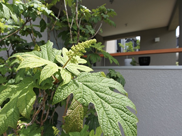 カシワバアジサイ・スノークイーン