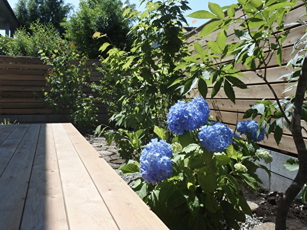素材の木と隣の木々と紫陽花
