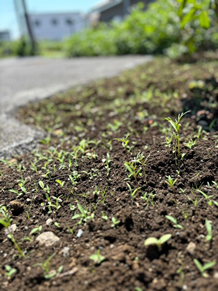 コスモスの種まき
