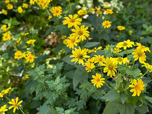 4Ys5RKxzVGHsOVs1724038741