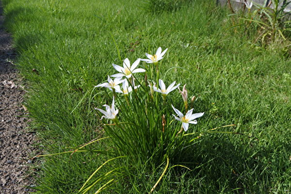 夏の終わりの白い花