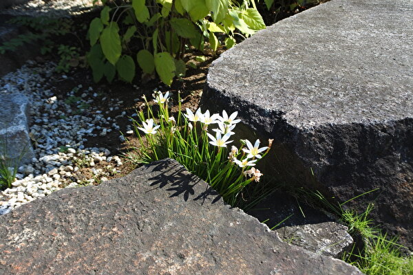 FxgOCOpuO37BIFp1728885022