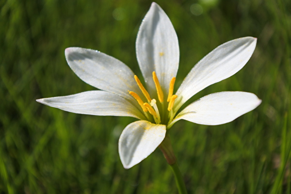 10月中旬のタマスダレ