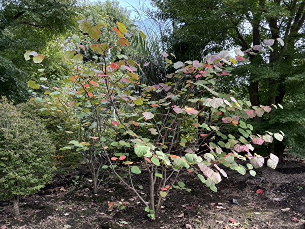 4o2KqVtubUBTr3J1730511904