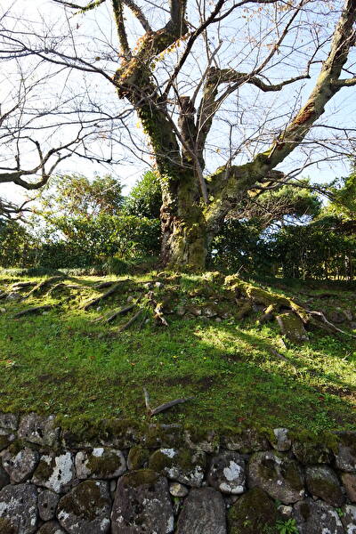 gZZU1qeVhIEgwSz1731719561