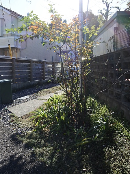 喜多見の家・2年目の秋