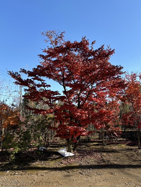 BfA9Y8SPp1UgKU11733969631