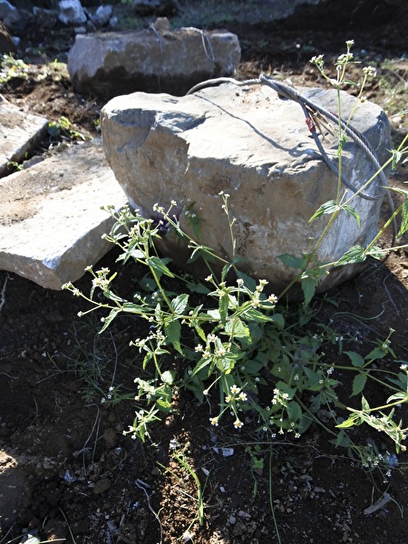 CgEUmNguLb62Bu41733438299