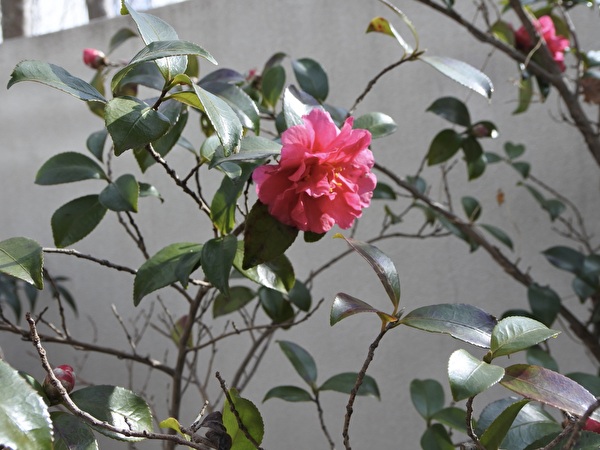 2zM4FP70ESG1T8M1737416964