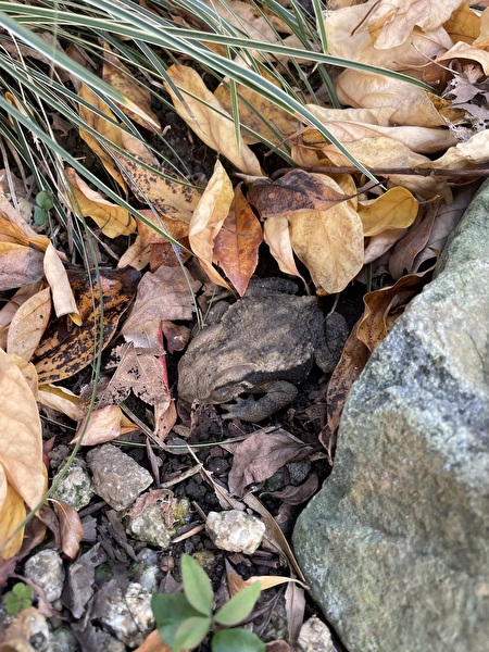 sQsCR4YdDeRj8CE1735628134