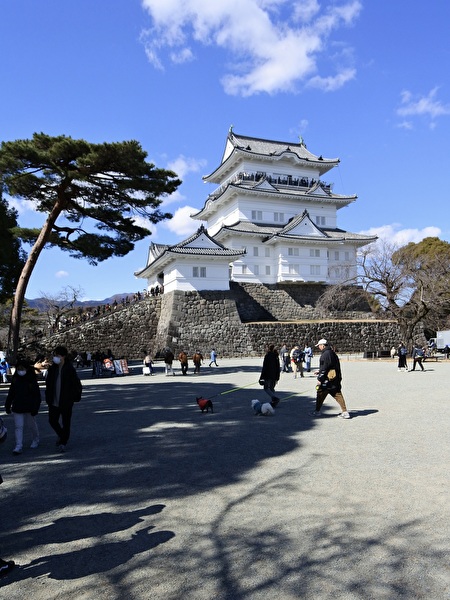 9V9zurRRlDTROfp1740375004