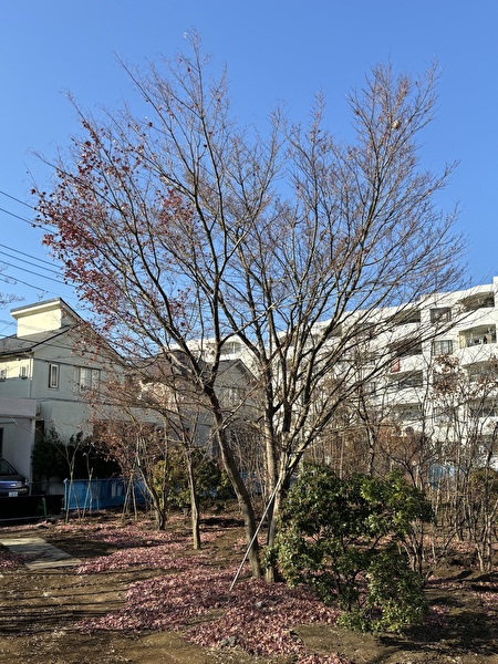 ThjkBfLCip5WV5l1742437211