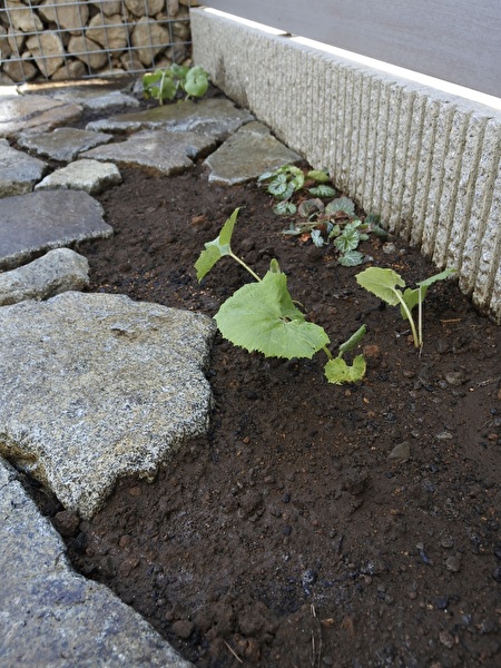 ngcBWp1ZMgJOXDd1742700525