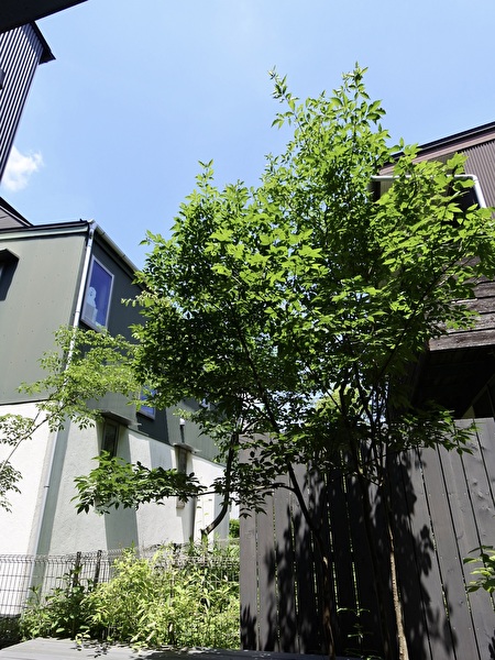 0047dmHahQA3YhR1748414220