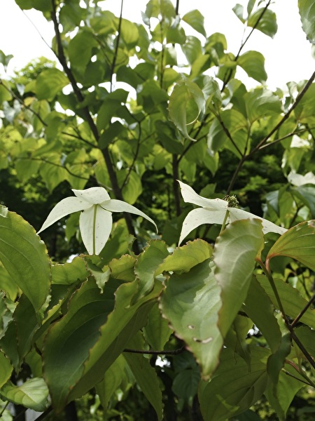 Iup3V6TTrbiVNNZ1747203830