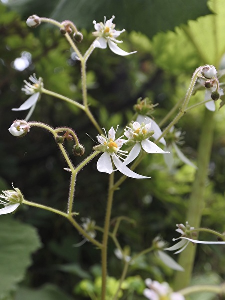 UL0zVDnado6KK041747987363