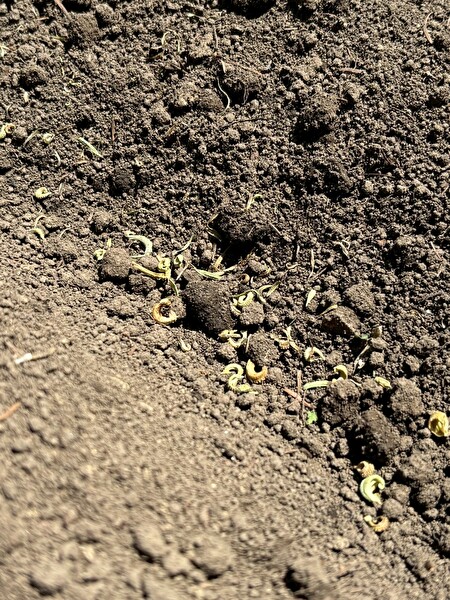 WZaekzfAWn2k7u51746324156