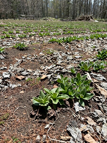 gpv0zZIfJ3Odqvm1746324193