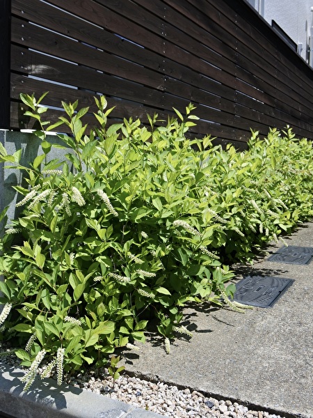 luExO4xwu53mTgx1747115873