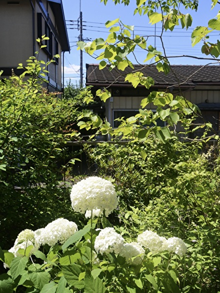 BF7QyDdJobJWU7H1750564030