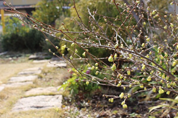 O55DlVnRMcKPElG1583972412