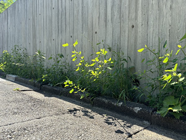 u5DYHRtW38futFv1753682359