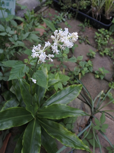 5TobsJI15AcnlRy1755239459