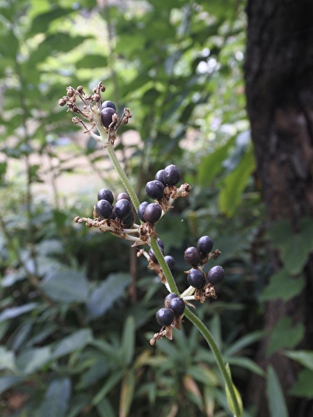 Ij02y4w1nZ6NLvE1755239441