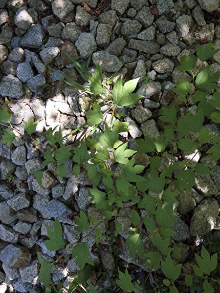 xkJGJzWBE21TapC1756531225