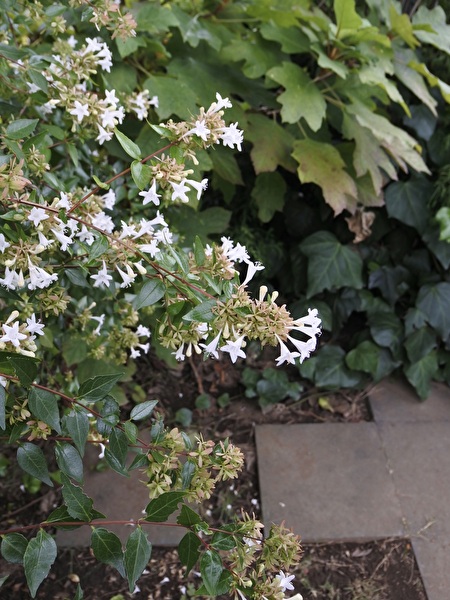 8JxLwYZpleTTtsi1758604700