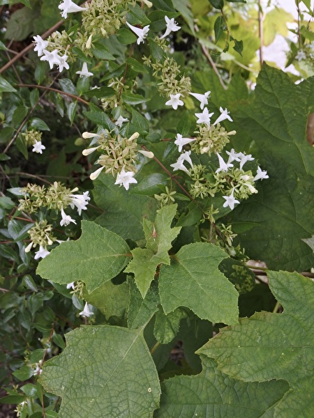 tClfiZKGJuaOwEe1758604685