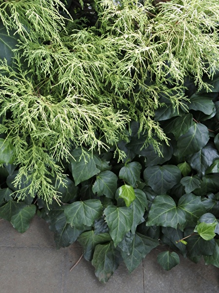 フィリフェラオーレアとオカメヅタ